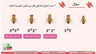 الصف العاشر   الأحياء   مراجعة اختبار نهاية الفصل الأول 3  الوراثة المرتبطة بالجنس