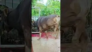 Pemotongan Hewan Qurban di Masjid Nurul Islam 2023