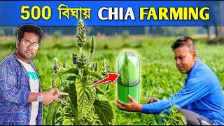 চিয়া চাষে ভাগ্য বদল | Medicinal Plant Farming | Chia Cultivation | Chia Farming