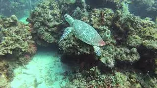 Roatan December 2022 - Naboo Dive Resort - 4K