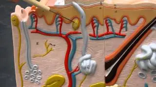 General Senses - Skin Receptors AP2