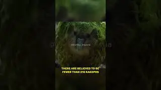 Какапо &mdash; самые редкие попугаи в мире