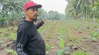 Paano mag abuno ng lakatan?