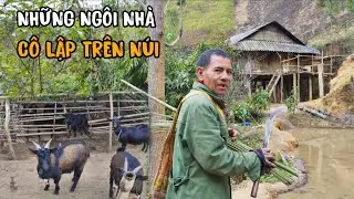 Rời xa thành phố những người đàn ông dựng nhà sống ẩn mình trong rừng trồng trọt chăn nuôi sinh tồn