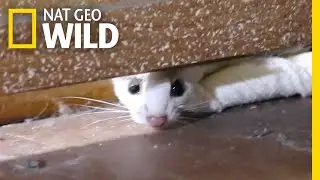 This Furry Creature Weaseled Its Way Into a Home, Got Rescued | Nat Geo Wild