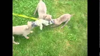 Tiny Tugs