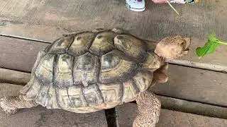 The Live Turtle & Tortoise Museum of Singapore | Kids Must Visit Place