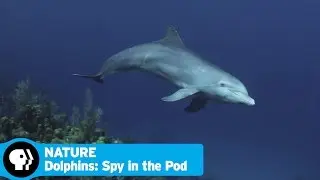 DOLPHINS: SPY IN THE POD on NATURE  | Official Trailer | PBS