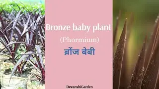 Atoz care tips about PhormiumPlant#Completeguideof NewZealandflax#Harakk#garden#plantidentification