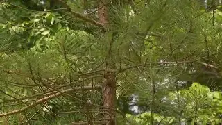 DEC warns about invasive species in Lake George