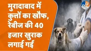 Moradabad में कुत्तों के खौफ से जनता परेशान, हर दिन जिला अस्पताल पहुंच रहे इतने सारे मरीज