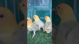 Parblue pale fallow opaline | most demanding love bird in Pakistan | Worth 100k😱|#shorts#birdslover