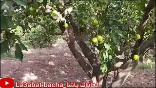 عشية من داكشي الرفيع مع لعابات باشا في الطبيعة 🔥