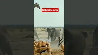 animal  video grup line video clip