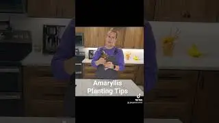 Amaryllis planting tips!
