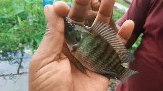 Best Amazing Hook Fishing! Traditional Hook Fishing! Fishing by robin ! #fishingbdGo