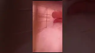 Bunny SHENANIGANS 😂 | I can't keep them OUT!!!
