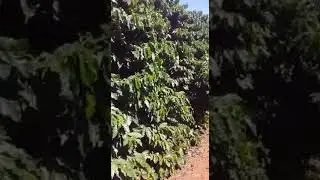 KP F&Eacute;RTIL 7 TON POR HA NO CAF&Eacute; EXPLANA&Ccedil;&Atilde;O DE  RESULTADOS