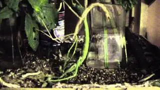 Pharnacia ponderosa moult clip 14