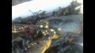 frans lobster liberation