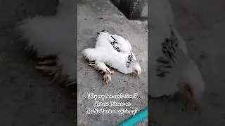 Why My Hen Can&rsquo;t Stand? | Shocking Reason Revealed! #trending #chicken #birds #fyp #shorts