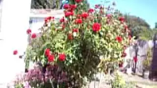 Black Magic rose bush