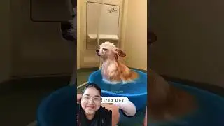 so cute and funny 😁🤣 #pets #funny #cutedog #doglover #sleepypet #sleepydogs
