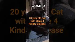 Cosmo my old man #blackcat  #catsofyoutube #catvideos #sad