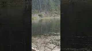 Wildlife At Bull Lake