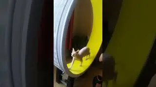 Dobby on the new Cazami Cat Wheel.