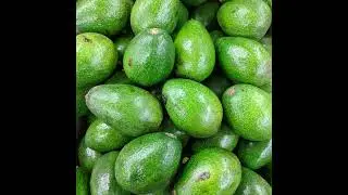 360 Avocado Growing Basics
