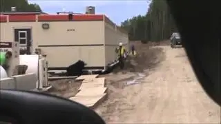 Oilfield Bear Prank