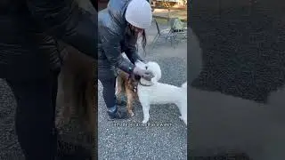 Renting a private dog park for my dog and his bestie