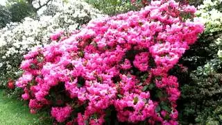 Exbury Gardens