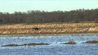 Feather Ridge Arkansas Duck Hunt Day 2