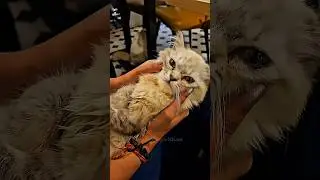 Viral Cat Caf&eacute; in Delhi 😻 | Food Review + Cute Cats 🐾 | Part 2 | Paschim Vihar #viral #cat #meow