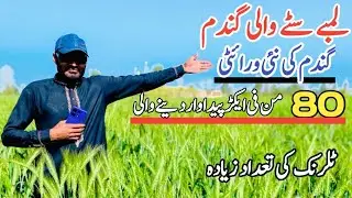 Wheat farming Pakistan