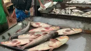 wow big big size Biket fish selling live skills by expert fish seller in Fishmarket 