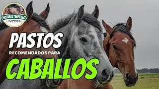 PASTOS recomendados PARA CABALLOS #caballoscolombianos #caballoscolombia