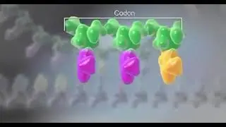 protein synthesis lab No. ^