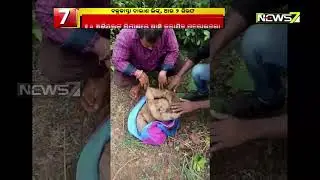 Wildlife Crime Control Bureau Team In Odisha To Probe Pangolin Smuggling Cases