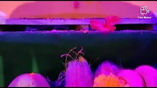 Dahanu (narpad) ganpati bappa