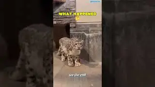 When a Snow Leopard Meets a Tiger &ndash; Unbelievable Encounter!🐅❄️🔥#animals #bigcats #wildlife