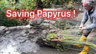 Saving Papyrus Inside A Bottomless Concrete Planter From Strangulation Of Other Weeds !