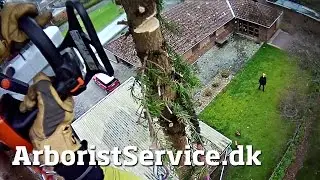 Skinny fir tree removal - Tree climbing Arborist - Topkapning af gran i Odense S - Tr&aelig;f&aelig;ldning