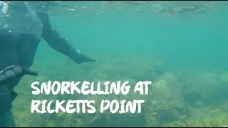 Discover Ricketts Point: Melbourne&rsquo;s Best Snorkelling Spot