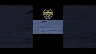 Dr Charles F. Holder & Catalina Island the Anglers Paradise! #catalinaisland #fishingfilm #fishing