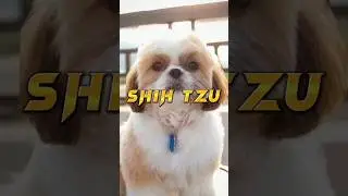 Top 10 cutest dog in the world #shorts #cutestdog