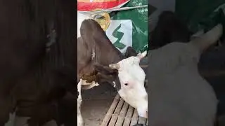 اجدد عروض التاجر الفصيح حمادة الهيتي|حياة اهل الريف