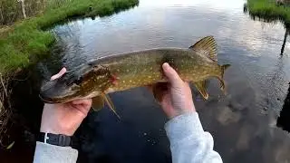 Sm&aring; G&auml;ddor, Stort N&ouml;je - Small Pike Aktion